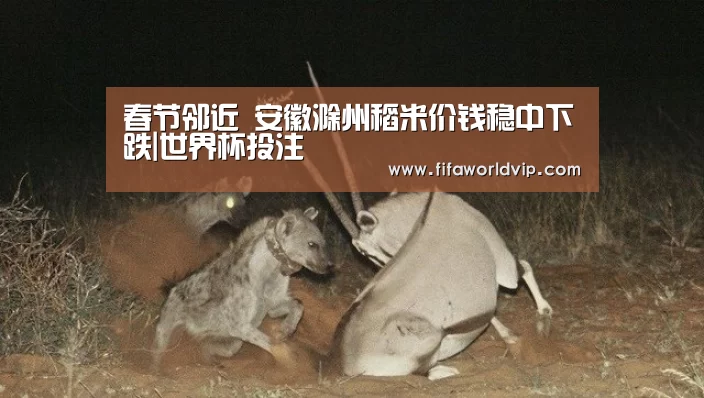 春节邻近 安徽滁州稻米价钱稳中下跌|世界杯投注(图1) 世界杯买球网站官网