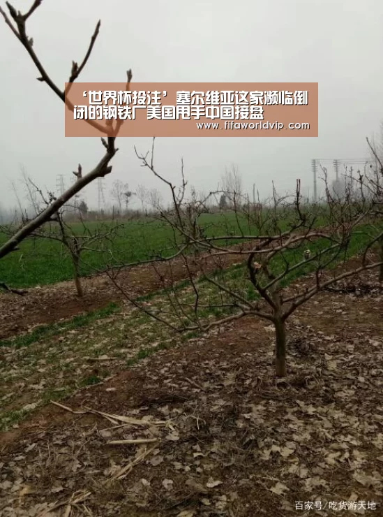 ‘世界杯投注’塞尔维亚这家濒临倒闭的钢铁厂美国甩手中国接盘(图1) 世界杯买球网站官网